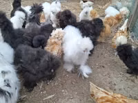 Danish hen — picha 4