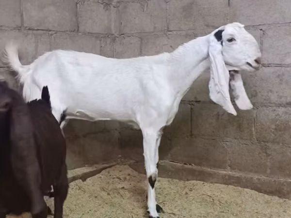 Cabra, Kamori goats