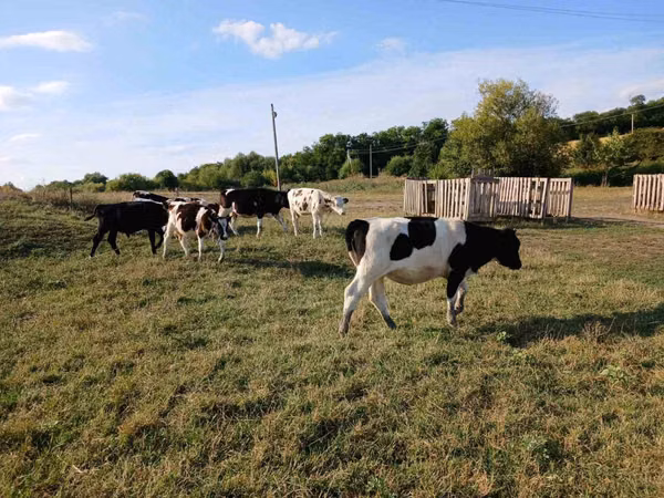 公牛, Russian Black pied cattle