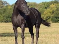 فرس, Quarter Horse — الصورة 4