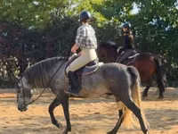 Caballo, Andalusian horse — foto 4