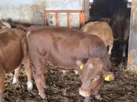 Toro, Simmental cattle — foto 1