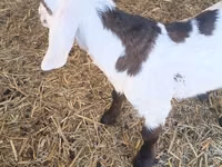 बकरा, Nubian Goat — फ़ोटो 2