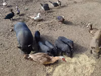 Eber, Schweine — Foto 3