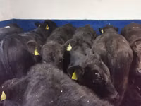 Toro, Aberdeen-Angus — foto 3