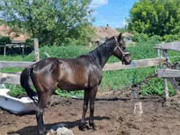 حصان, Hungarian horse breed — الصورة 1