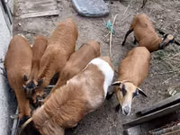كبش, Cameroon sheep — الصورة 7