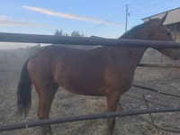 公马, Thoroughbred horse — 照片 6