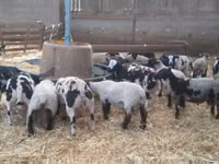 Dume la kondoo, Zwartbles sheep — picha 1