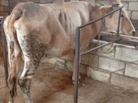 母牛, Simmental cattle — 照片 3