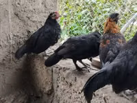 चेक गोल्ड ब्रिंडल्ड हेन — फ़ोटो 4