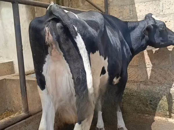母牛, Holstein breed