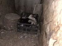 Indias Orientales — foto 5