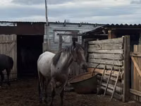 Farasi dume, Kustanai horse — picha 2