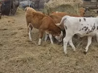 أبقار (دفعة، الجنس غير محدد), Simmental cattle — الصورة 5