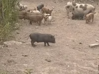 नर सूअर, सूअर — फ़ोटो 1