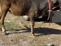 Cow, Alatau breed — photo 4