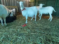 Mbuzi jike, Saanen goat — picha 7