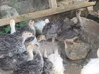 Turkeys — picha 4