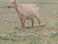 تيس, Alpine goat — الصورة 2