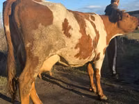 Kuh, Simmental cattle — Foto 2