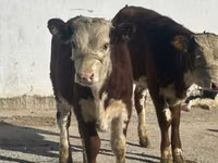 Ng'ombe jike, Simmental cattle — picha 1