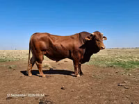 ثور, بيفماستر — الصورة 4