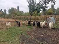 Cabra, Alpine goat — foto 1