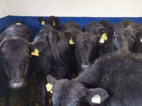 Toro, Aberdeen-Angus — foto 5