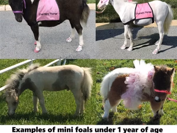 घोड़ा, Miniature horse