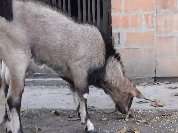 Billy Goat, Nubian Goat
