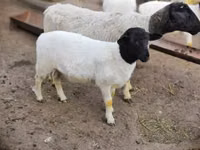 Dume la kondoo, Dorper sheep — picha 3