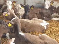 أبقار (دفعة، الجنس غير محدد), Simmental cattle — الصورة 2