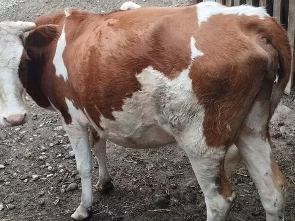 Vaca, Simmental cattle