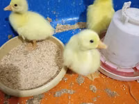 Geese — الصورة 3