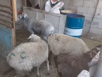 Oveja, Yecheng sheep — foto 2