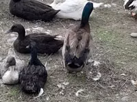 Ducks — الصورة 7