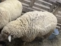 Carnero, Merino sheep — foto 1