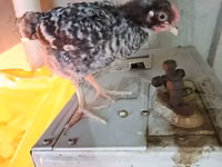 Chickens — फ़ोटो 7