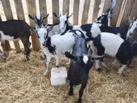 Billy Goat, Goats — photo 6