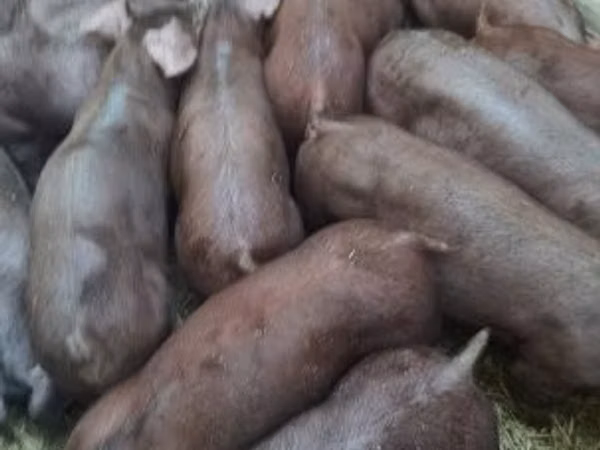Säue, 