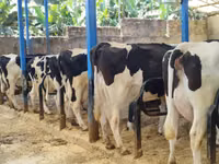 Ng'ombe jike, Banda la Holstein — picha 1