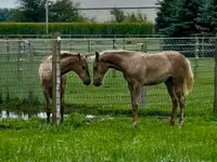 Yegua, Black Sea breed — foto 4