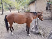 Caballo, Karachay horse — foto 6