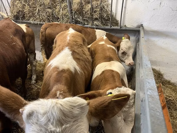 सांड, Simmental cattle
