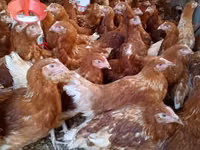 Chickens — photo 3