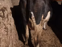 Kuh, Russian Black pied cattle — Foto 5