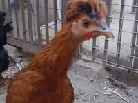 Chickens — photo 1