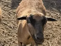 भेड़ें (लॉट, लिंग निर्दिष्ट नहीं), Cameroon sheep — फ़ोटो 3