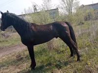 Caballo, Altai horse — foto 4